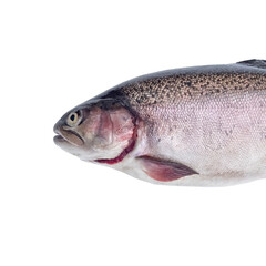 raw rainbow trout isolated on white background