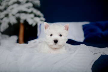 West Highland White Terrier puppy at home. Cute puppy. Kennel. Dog litter