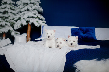 West Highland White Terrier puppies at home. Group of dogs. Cute pups. Kennel. Dog litter