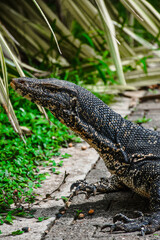alligator in the grass