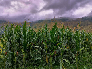 Storm clouds over a sweetcorn maize with field  mountain landscape