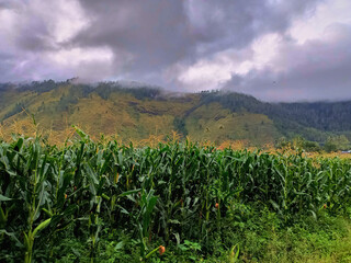 Storm clouds over a sweetcorn maize with field  mountain landscape