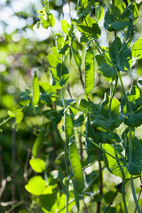 Sugar pea pods ready to harvest in the kitchen garden.