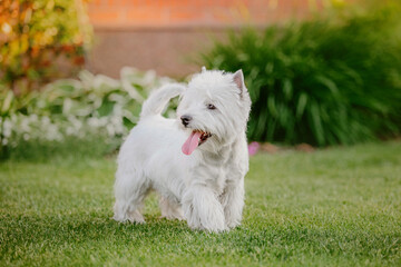 West Highland White Terrier dog breed. Dog playing on green grass in summer. Backyard. Dog walking
