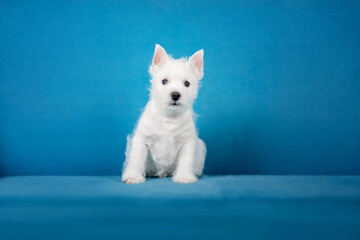 Fototapeta na wymiar West Highland White Terrier puppy at home. Cute puppy. Kennel. Dog litter