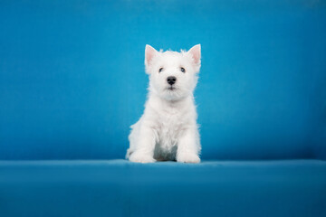 West Highland White Terrier puppy at home. Cute puppy. Kennel. Dog litter