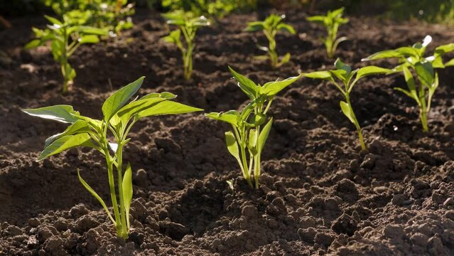 Backyard vegetable garden farm water plant seedling pepper plants garden growing sapling young. Drops water crop irrigation garden watering seedling growing crops planting vegetables field rows sprout