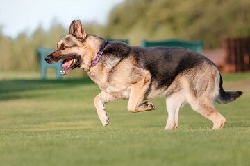 East European Shepherd dog on the walk. Active East European Shepherd dog enjoying outdoor playtime while on a walk, showcasing its playful and energetic personality