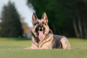 East European Shepherd dog on the walk. Active East European Shepherd dog enjoying outdoor playtime while on a walk, showcasing its playful and energetic personality