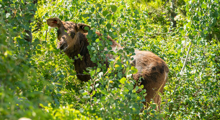 Moose Calf Attempts To Hide In The Bushes Along Jenny Lake Trail