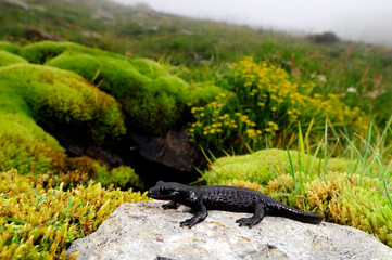 Lanza's alpine salamander // Lanzas Alpensalamander (Salamandra lanzai) - Italy - Italien