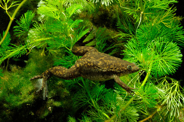 African clawed frog // Krallenfrosch, Glatter Krallenfrosch  (Xenopus laevis)