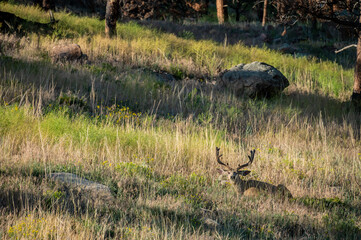 Obraz na płótnie Canvas Mule Deer Buck Rests In Tall Grass