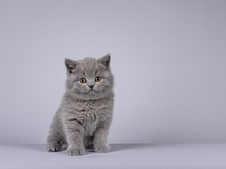 Fototapeta na wymiar Cute blue British Shorthair cat kitten, sitting up facing front. Looking towards camera. Isolated on a solid light gray background.