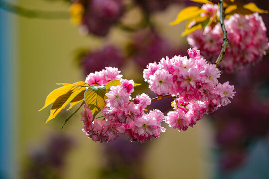 Kirschblüte - Sakura - Detail