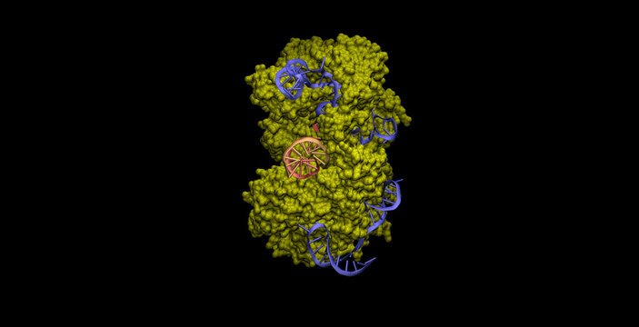 CRISPR-Cas9 space-filling model bound to complementary DNA 3D molecule 4K  (vertical view 1)
