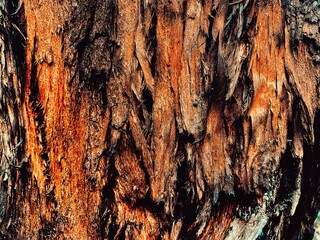Old wood background