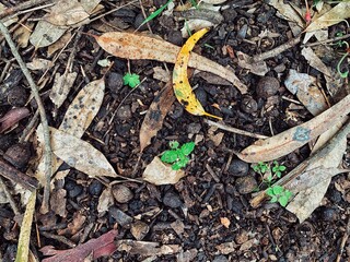 Natural oak forest ground with some leaves, twigs and berries. Forest soil texture background