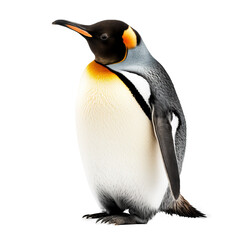 Obraz premium penguin snow