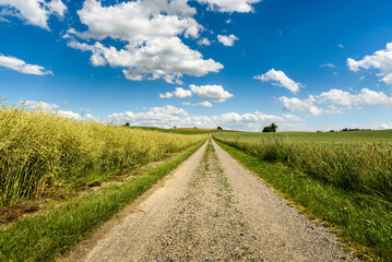 Rural landscape in summer with dirt road and fields, blue sky with white clouds, Canton Thurgau,...