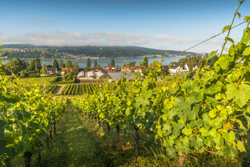Fototapeta na wymiar Reichenau Island, vineyards and greenhouses with view of Lake Constance, Baden-Wuerttemberg, Germany