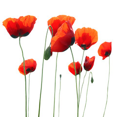 Red poppies flowers bouquet in PNG isolated on transparent background - 579377602