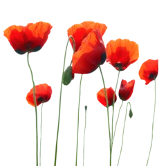 Gardinen Red poppies flowers bouquet in PNG isolated on transparent background © Pavlo Vakhrushev