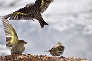 From birds to feeders, Sainte-Apolline, Québec, Canada