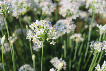 Closeup of white flowers of the garlic chives, Allium tuberosum. Medicinal plants, herbs in the organic garden. Blurred background.