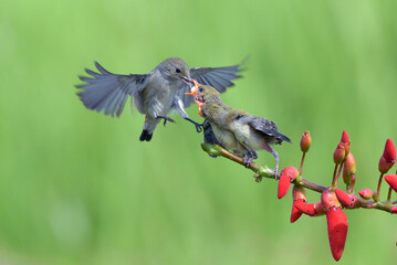 Fototapeta na wymiar Scarlet headed flowerpecker are feeding their chicks