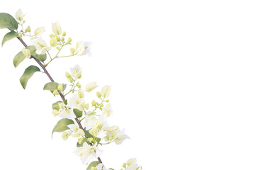 Fototapeta na wymiar Bougainvilleas isolated on white background. Save with Clipping path .