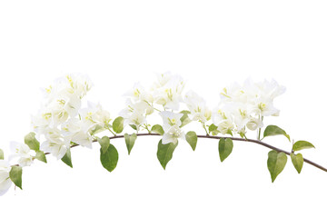 Bougainvilleas isolated on white background. Save with Clipping path . - 579379663