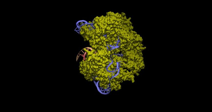 CRISPR-Cas9 space-filling model bound to complementary DNA 3D molecule 4K spinning