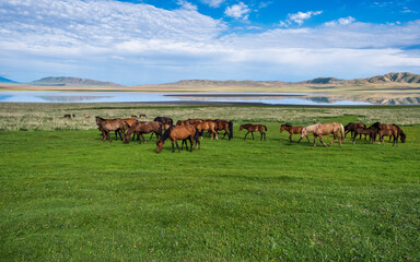 herd of horses
