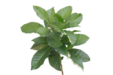 Purple Wreath  leaves isolated on white background make with lipping path. Green ivy concept.