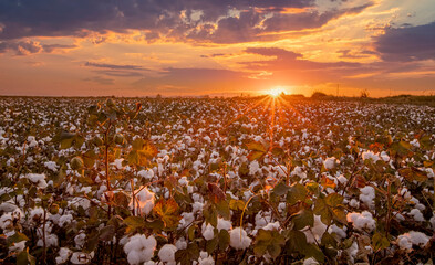 Cottons ripened in the field at sunset. White cottons at harvest time. © mylasa