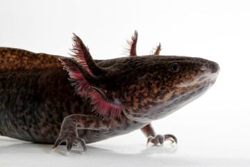Axolotl (Ambystoma mexicanum)