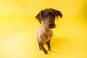 Perro Xoloitzcuintle