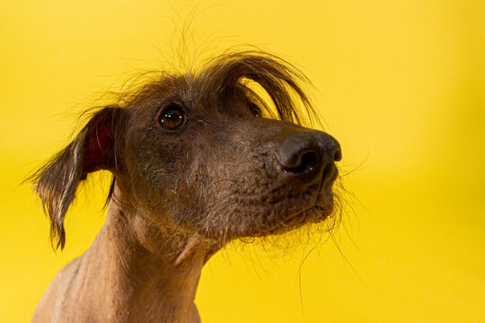 Perro Xoloitzcuintle