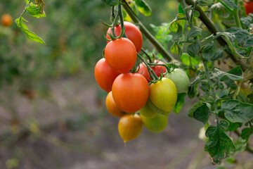 Jitomates orgánicos de invernadero