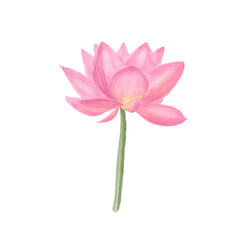 Watercolor pink lotus flower. Logo template. Vector painted decorative element isolated on white background. Design of invitations, yoga, ayurveda, meditation and buddhist culture