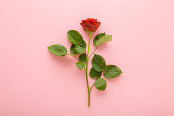 Fresh red rose with green leaves on light pink table background. Pastel color. Beautiful flower....