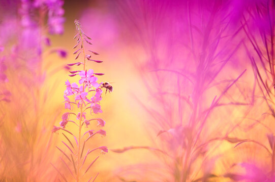 Bumblebee on fireweed collecting nectar and pollinating flowers. Shallow depth of field.