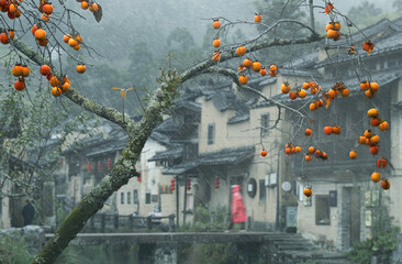The ancient village red persimmon