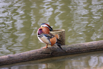Mandarin duck
