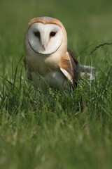 A portrait of a Barn Owl in a meadow
