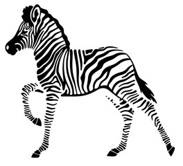 Fototapeta na wymiar walking zebra foal illustration isolated on white