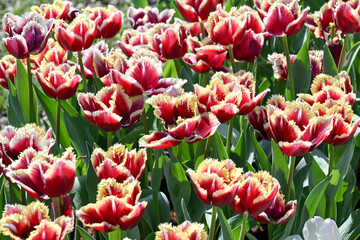 yellow and red tulips in the garden