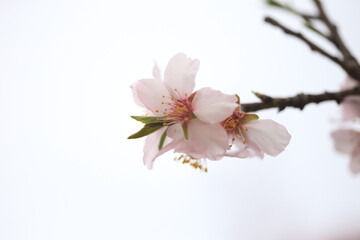 Fototapeta na wymiar flowers almond almods tee bee steams pollination macro
