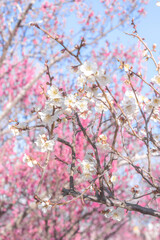 馬見丘陵公園の梅林
